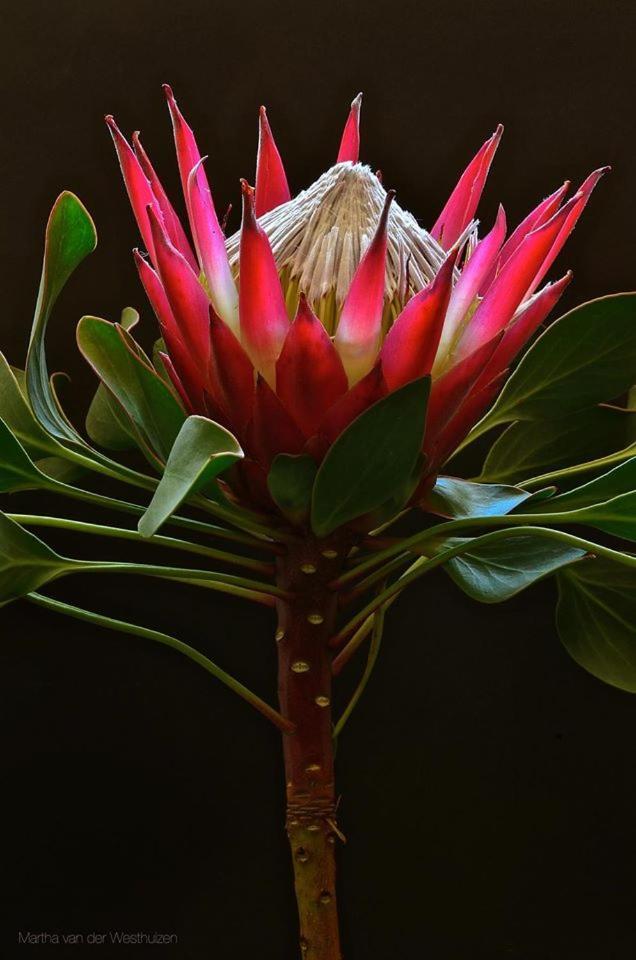 Franskraal B&B Gansbaai Esterno foto